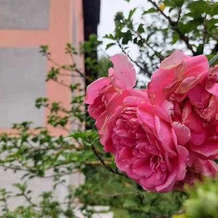 Konukevi R24, Rose House *